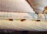 images of Bed Frame Of Bed Bugs