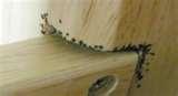 images of Bed Frame Of Bed Bugs